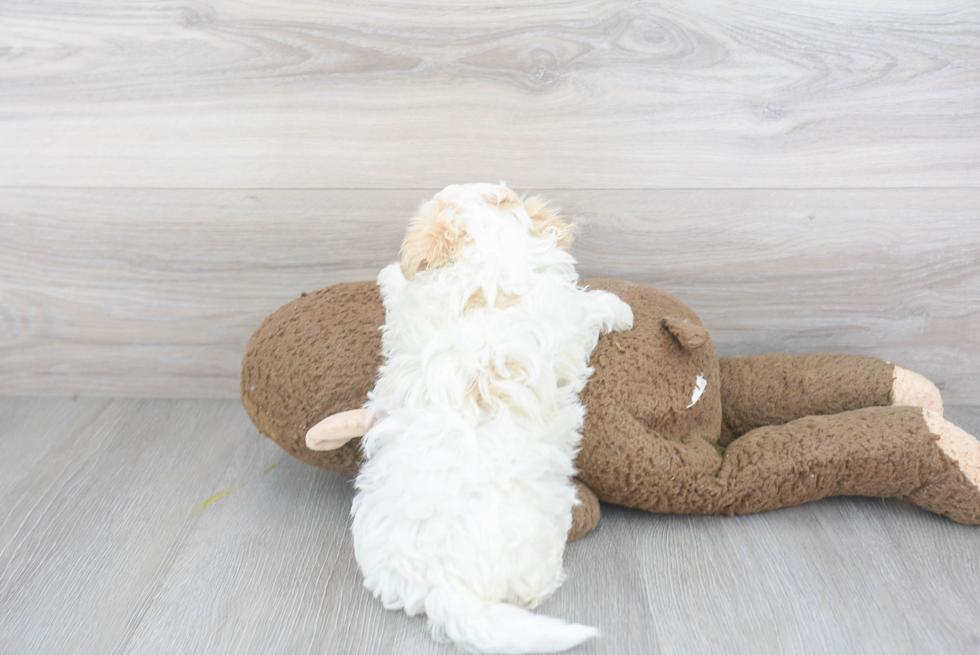 Maltipoo Pup Being Cute