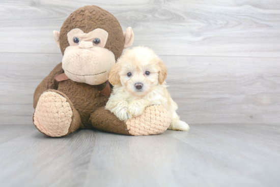 Petite Maltipoo Poodle Mix Pup