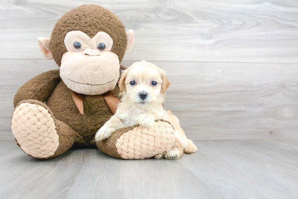 Fluffy Maltipoo Poodle Mix Pup