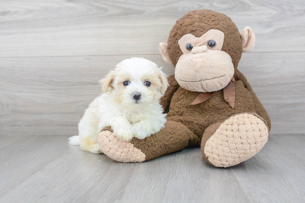 Best Maltipoo Baby