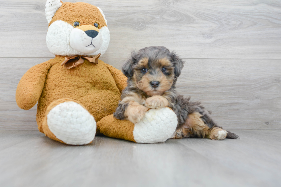 Petite Maltipoo Poodle Mix Pup