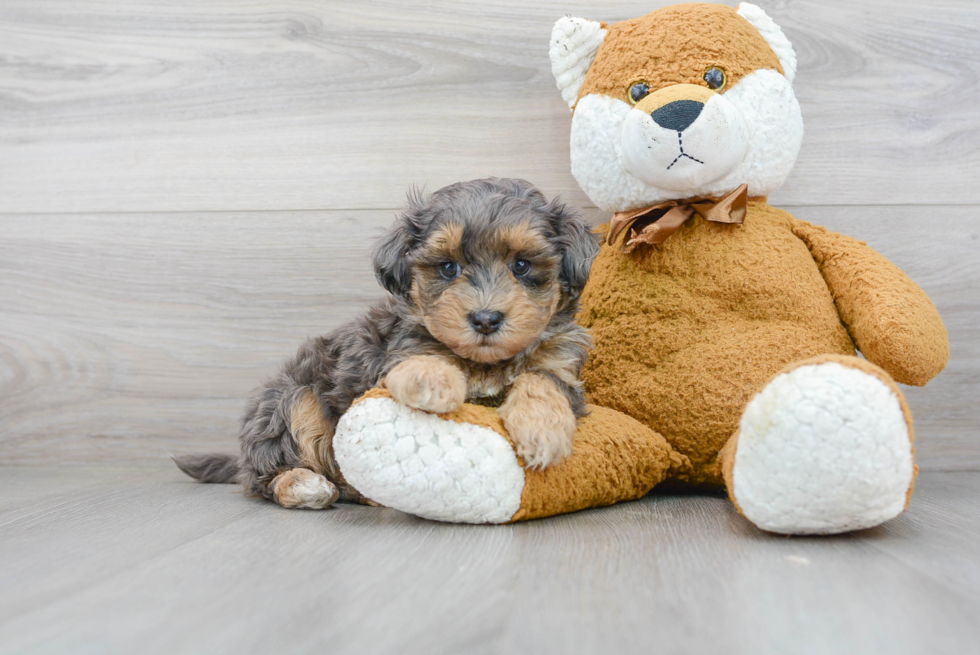 Maltipoo Pup Being Cute