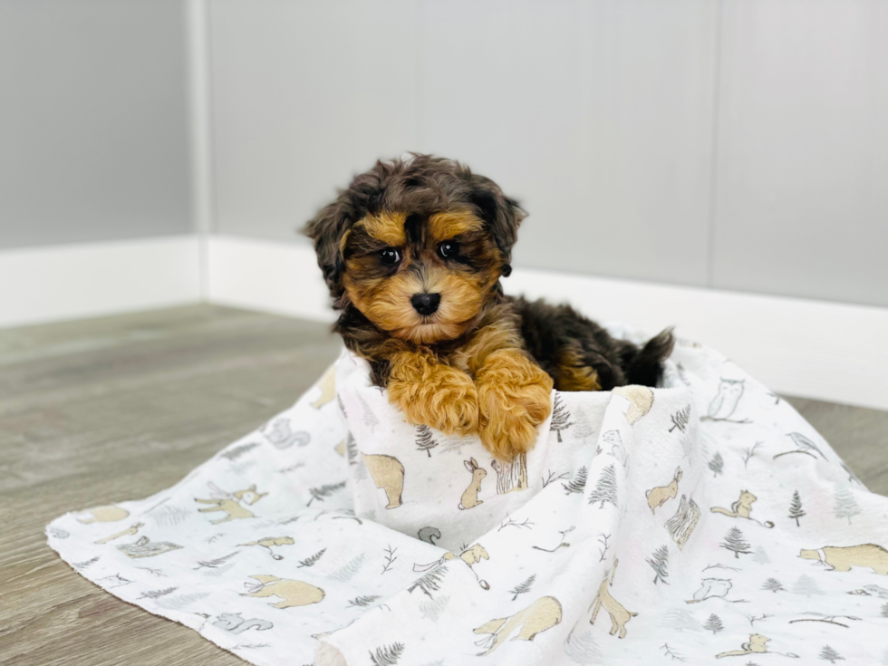 Maltipoo Puppy for Adoption