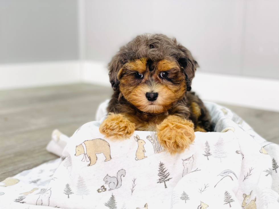 Maltipoo Pup Being Cute