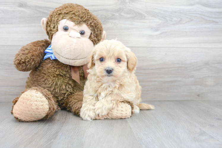 Small Maltipoo Baby