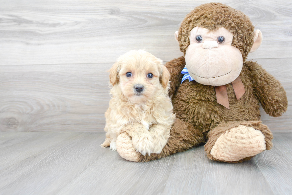 Maltipoo Pup Being Cute