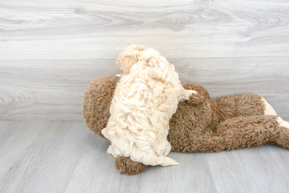 Petite Maltipoo Poodle Mix Pup