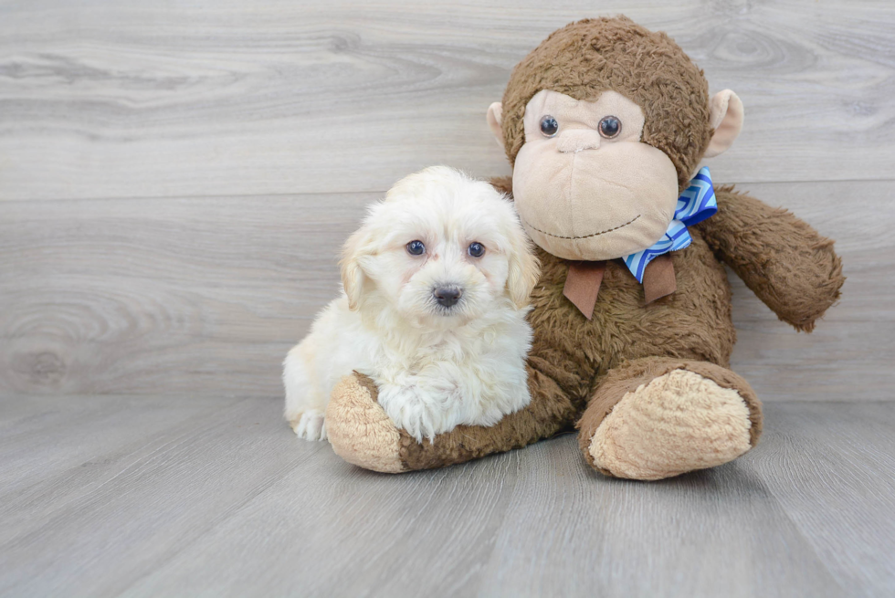 Smart Maltipoo Poodle Mix Pup