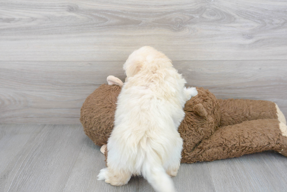 Fluffy Maltipoo Poodle Mix Pup