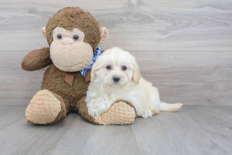 Playful Maltese Poodle Poodle Mix Puppy