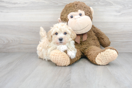 Best Maltipoo Baby