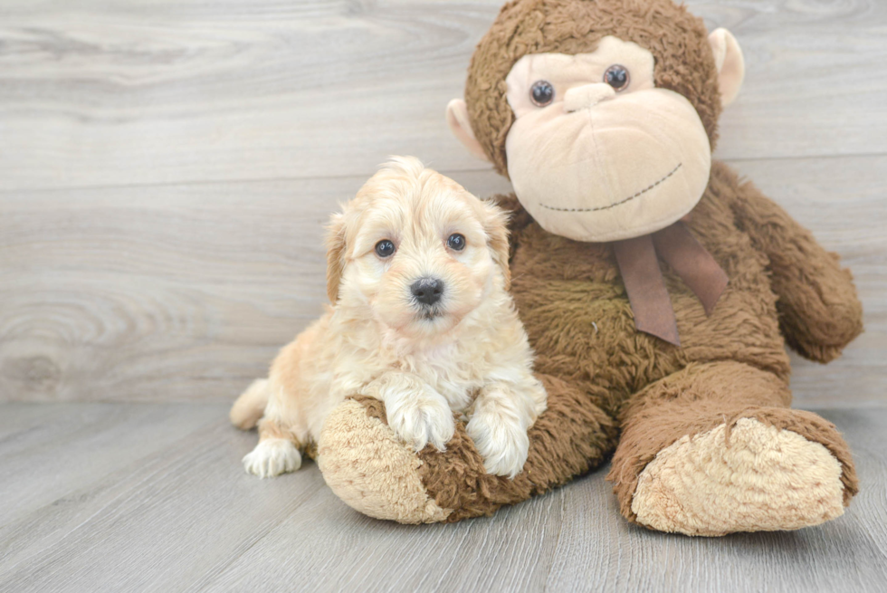 Maltipoo Pup Being Cute