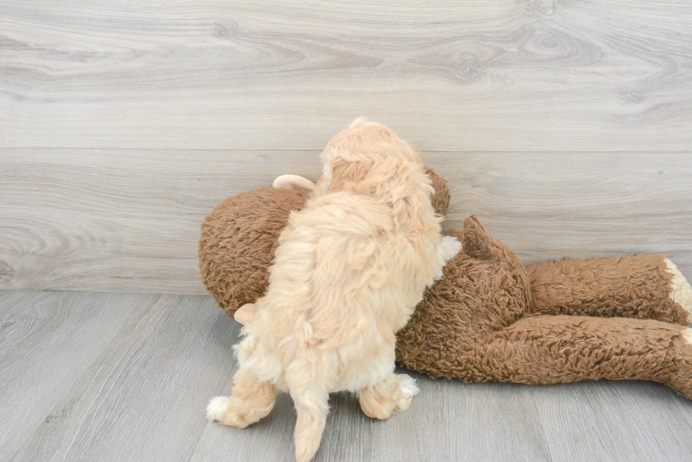 Adorable Maltese Poodle Poodle Mix Puppy