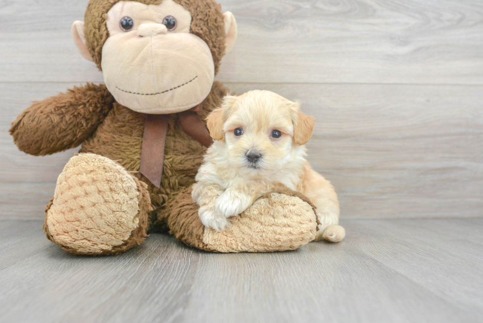 Best Maltipoo Baby