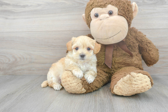 Petite Maltipoo Poodle Mix Pup