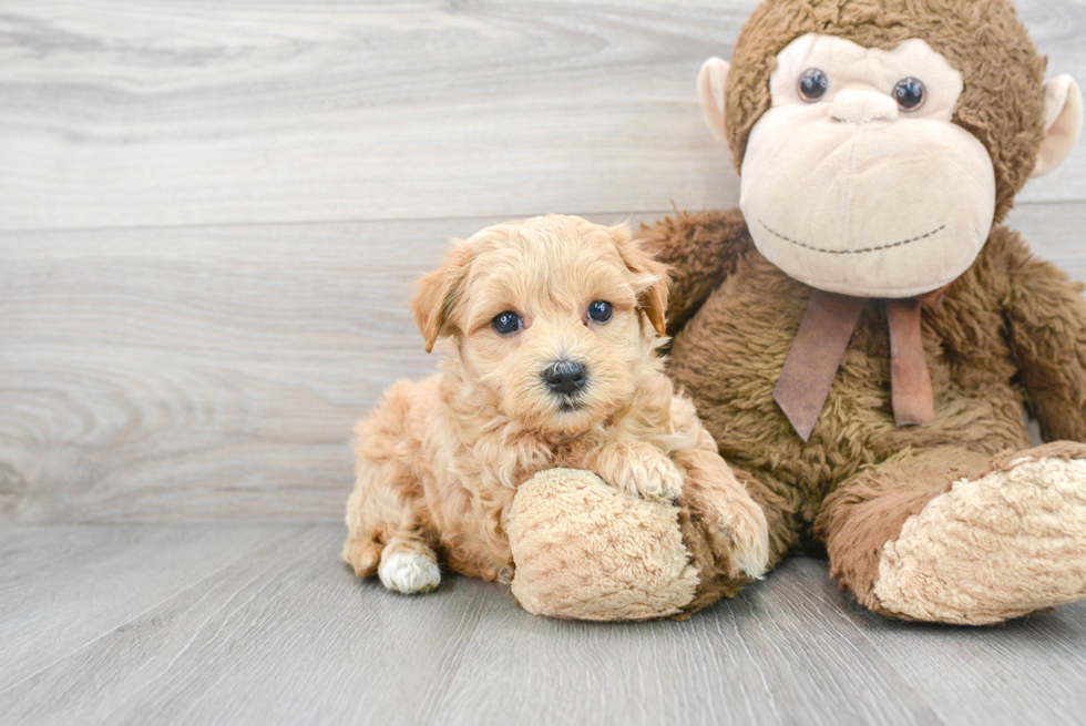 Maltipoo Pup Being Cute