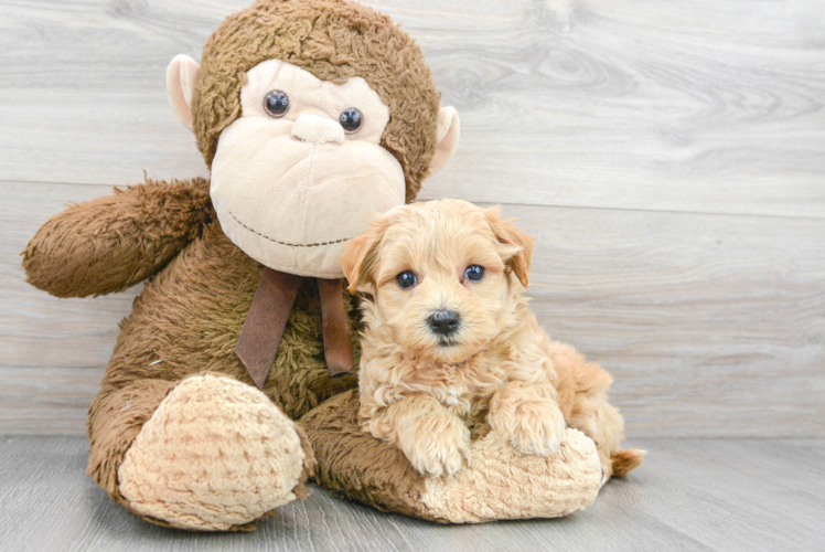 Happy Maltipoo Baby