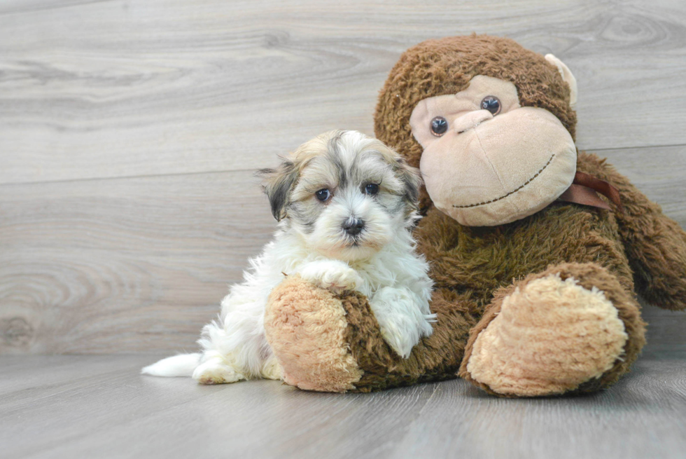 Sweet Maltipoo Baby