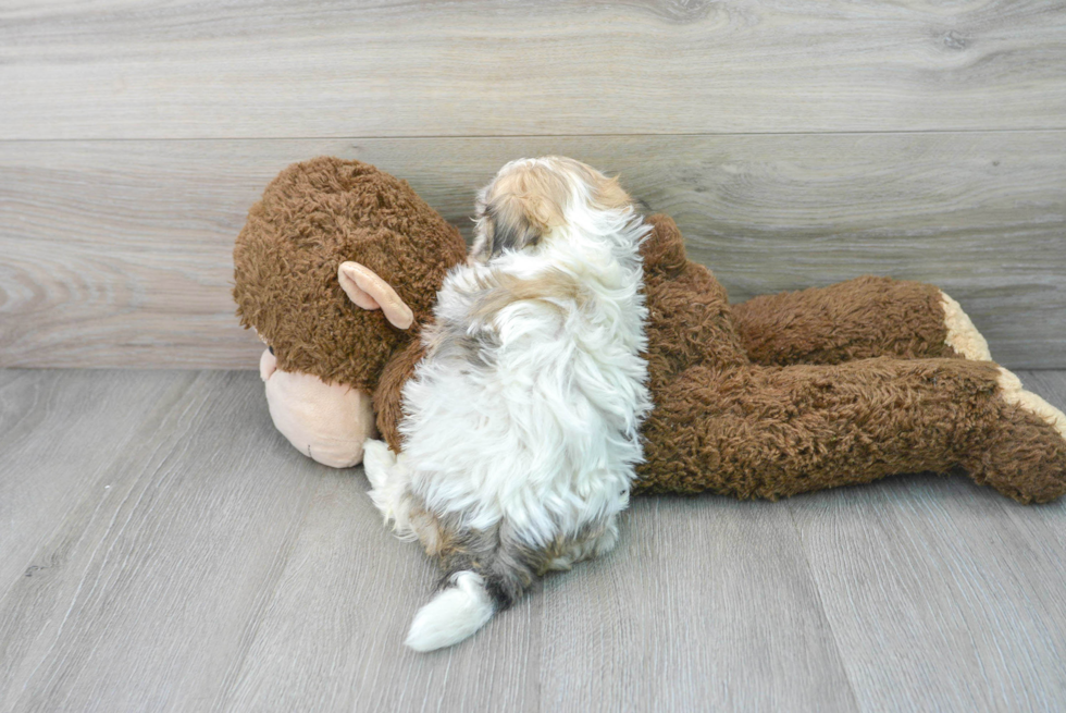 Cute Maltipoo Baby