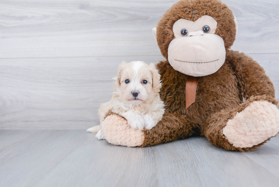 Best Maltipoo Baby