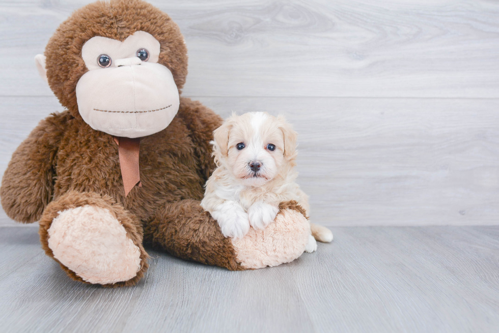 Small Maltipoo Baby