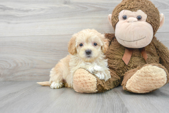 Maltipoo Puppy for Adoption