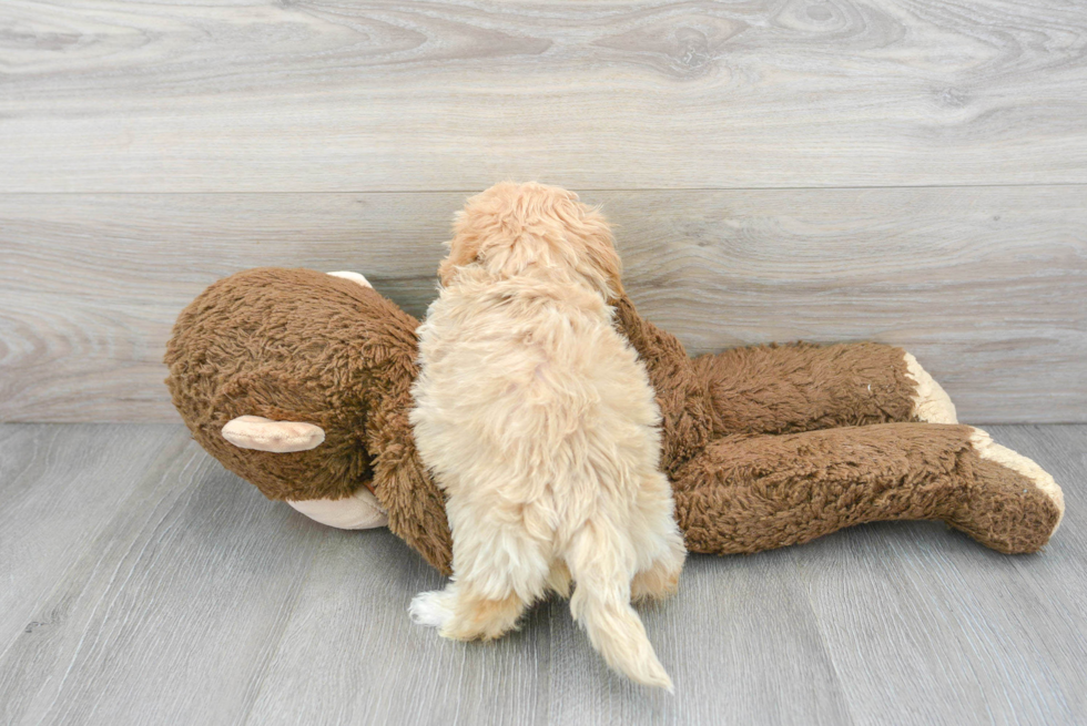 Little Maltepoo Poodle Mix Puppy