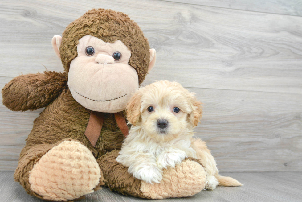 Energetic Maltepoo Poodle Mix Puppy