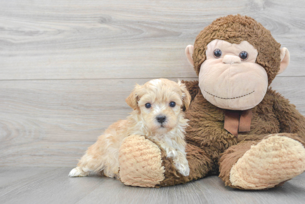 Maltipoo Puppy for Adoption