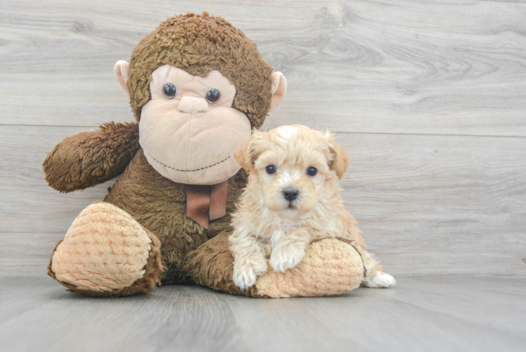 Petite Maltipoo Poodle Mix Pup