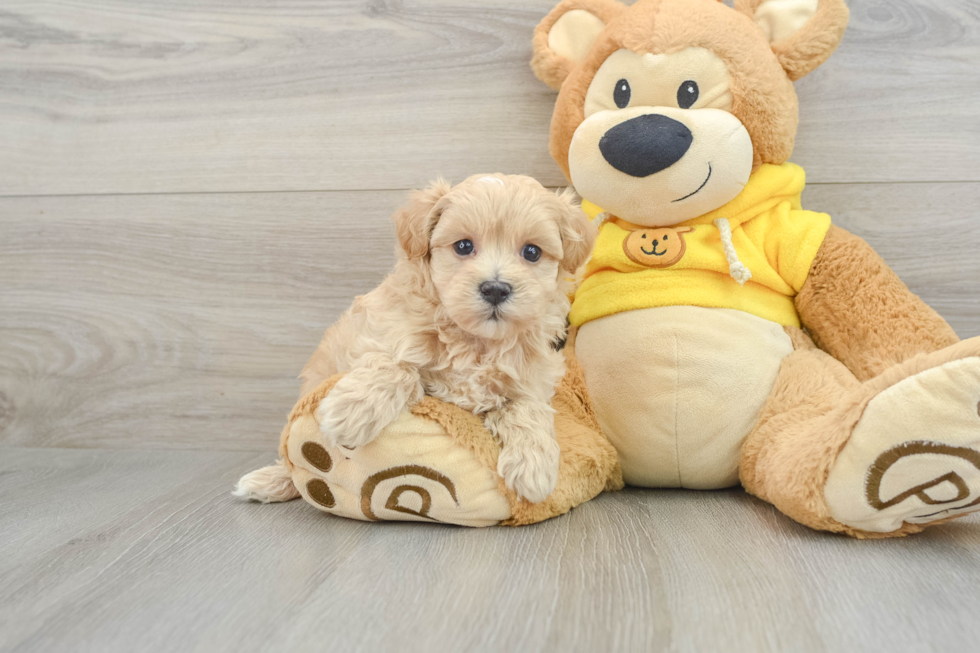 Adorable Maltese Poodle Poodle Mix Puppy