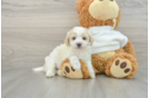 Maltipoo Pup Being Cute