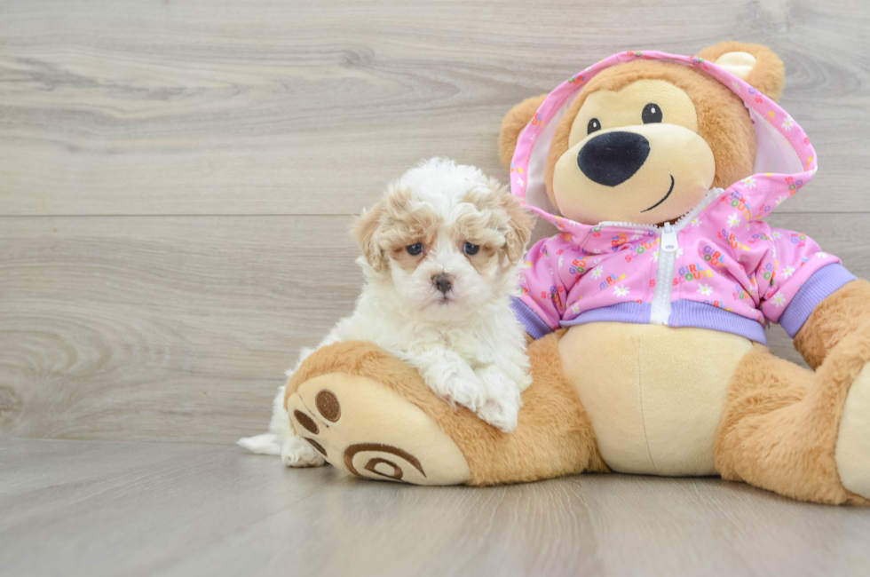 5 week old Maltipoo Puppy For Sale - Premier Pups