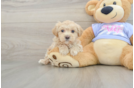 Maltipoo Pup Being Cute