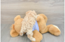 Playful Malt a Poo Poodle Mix Puppy