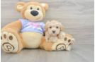 Maltipoo Puppy for Adoption