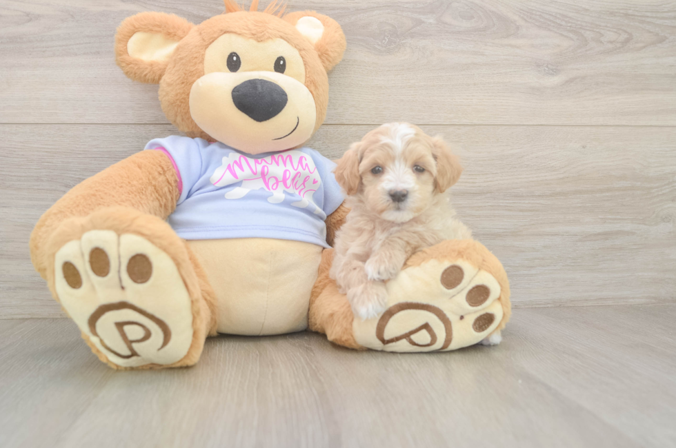 6 week old Maltipoo Puppy For Sale - Premier Pups