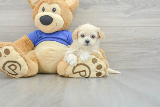 Energetic Maltese Poodle Poodle Mix Puppy