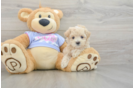 Little Maltepoo Poodle Mix Puppy