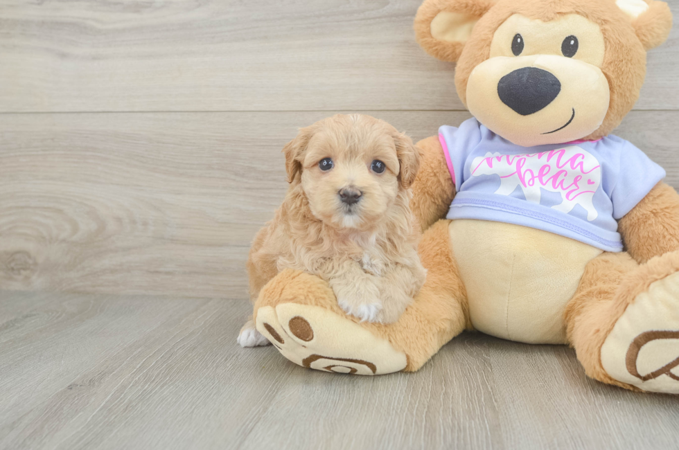 6 week old Maltipoo Puppy For Sale - Premier Pups