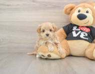 7 week old Maltipoo Puppy For Sale - Premier Pups