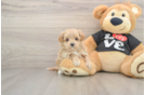 Smart Maltipoo Poodle Mix Pup