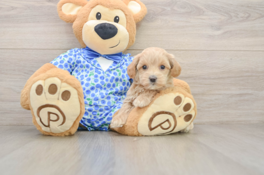 Maltipoo Puppy for Adoption