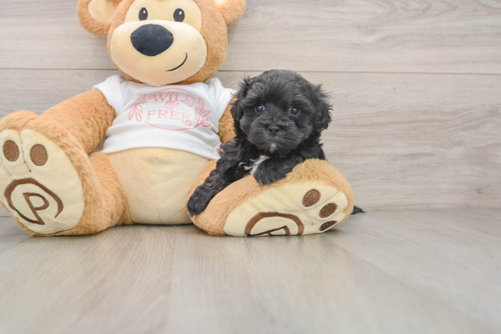 Fluffy Maltipoo Poodle Mix Pup