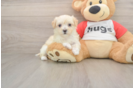 Maltipoo Pup Being Cute