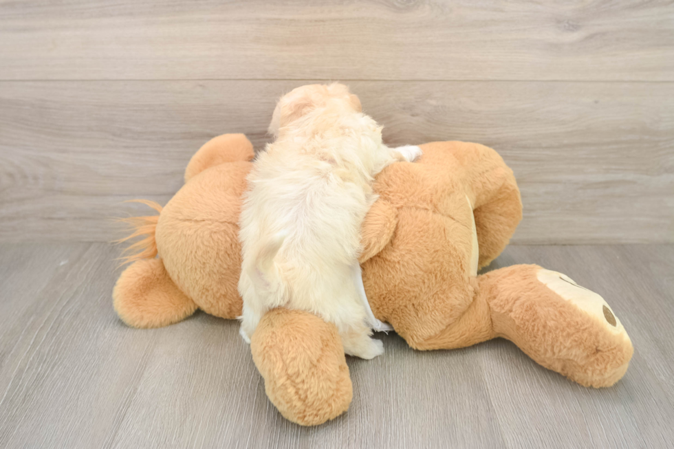 Energetic Maltidoodle Poodle Mix Puppy