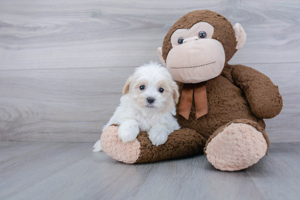 Maltipoo Puppy for Adoption