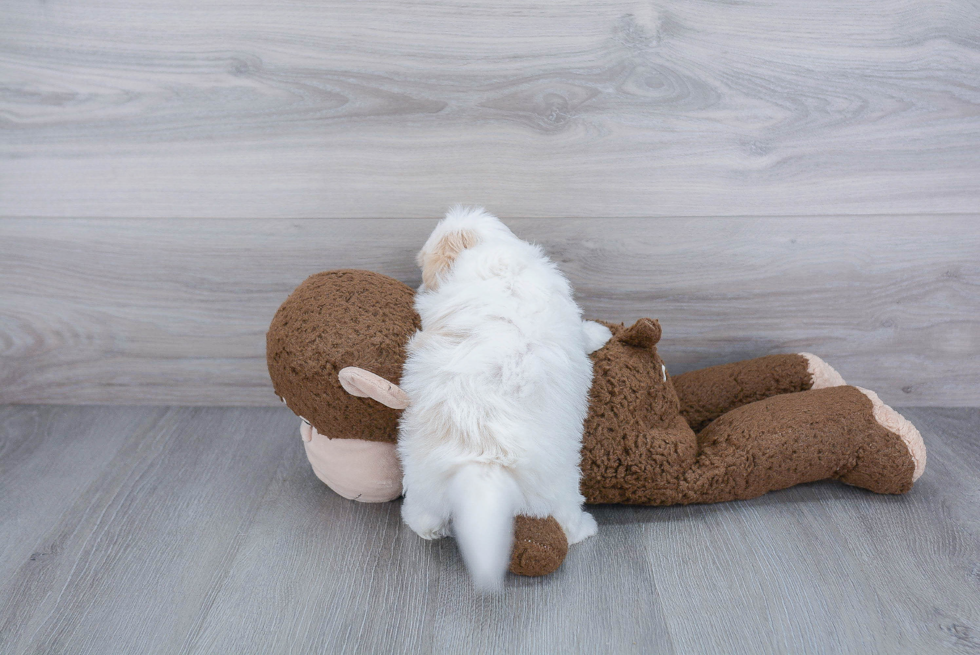 Smart Maltipoo Poodle Mix Pup