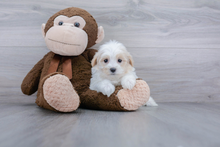 Happy Maltipoo Baby