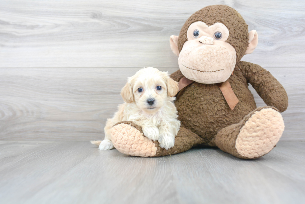 Maltipoo Pup Being Cute